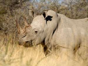 В заповеднике Зимбабве носорог затоптал насмерть гида. Фото: Global Look Press