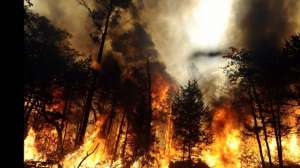 Лесные пожары. Фото: кадр youtube.com 
