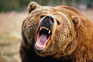 Медведь. Фото: http://tsn.ua