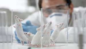 Лабораторные мыши. Фото: http://mirnt.ru