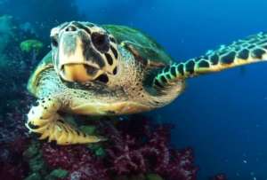  Во время съемок небольших акул и коралловых рифов на Соломоновых островах в южной части Тихого океана ученые были потрясены, увидев появившуюся из ниоткуда светящуюся морскую черепаху ©metro.co.uk