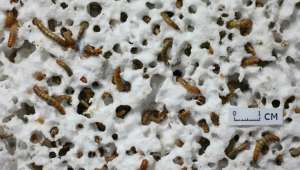   Личинки большого мучного хрущака могут долгое время без вреда для своего здоровья питаться полистиролом, перерабатывая его в биоразлагаемые отходы (фото Yu Yang, Stanford University).