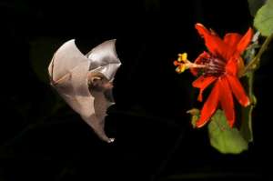 Летучие мыши Glossophaga soricina просто лакают нектар из цветов. (Фото Joe McDonald / Corbis.)