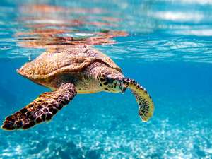 Австралийские исследователи, изучающие пищевые привычки головастых морских черепах, сконструировали своеобразные купальные костюмы для животных со встроенными контейнерами для сбора фекалий, которые сами в шутку называют подгузниками. Фото: Global Look Press