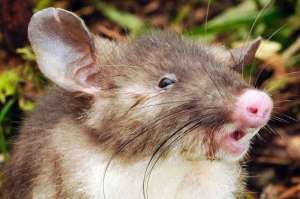 Свиноносая крыса. Фото: музей Виктория