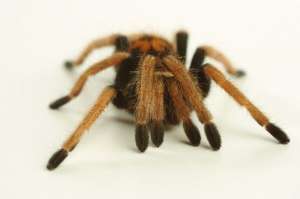 Благодаря коленям пауки лучше бегают. (Фото Dave King / Dorling Kindersley Ltd. / Corbis.)