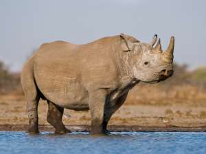 В прошлом году, когда охотник из Техаса Кори Ноултон заплатил 350 тысяч долларов за разрешение на убийство находящихся по угрозой исчезновения черных носорогов в Намибии, он представлял себе, как вернется в США и будет хвастаться своим трофеем. Фото: Global Look Press