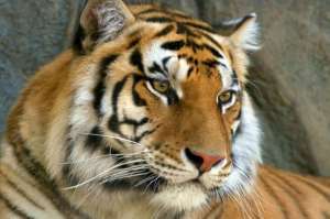 Амурский тигр. Фото: http://www.rgo.ru