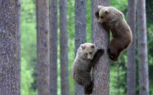 Два медвежонка. Фото: http://hq-wallpapers.ru