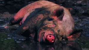 Вывылявшись в грязи, свинья чистит свою шкуру, а не пачкает ее. Фото с сайта BBC 