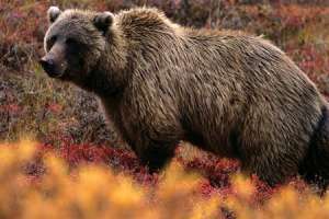 Медведь. Фото: http://obozrevatel.ua