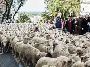 Испанские пастухи в минувшие выходные прогнали 2000 овец по центральным улицам Мадрида, воспроизводя старинный праздник перегона отар Fiesta de la Trashumancia, насчитывающий около семи веков. Фото: Global Look Press