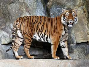 Охотник в Хабаровском крае застрелил амурского тигра. Фото: Global Look Press