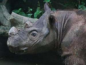 Восьмилетний самец суматранского носорога по кличке Харапан привезен из США, где он был рожден в неволе, в Индонезию с ответственной миссией. Ему предстоит оплодотворить одну из местных самок, чтобы спасти свой вид от вымирания. Фото: Cincinnati Zoo &amp; Botanical Garden