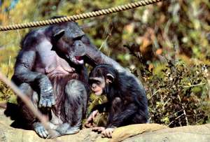  Процесс «коллективного материнства» у шимпанзе проходил, в частности, так: сестра обезьяны-матери поддерживала тело детеныша в то время как та кормила его грудью. Фото: ©flickr.com/Toshihiro Gamo