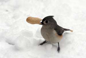 Многие птицы готовы пожертвовать едой во время зимы, чтобы остаться рядом со своими половинками. Фото: ©flickr.com/Dawn Huczek