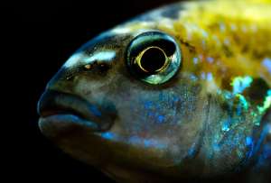  Использованная в эксперименте 3D-камера позволила биологам посмотреть на рыб глазами других рыб. Фото: ©flickr.com/Alexander Boden