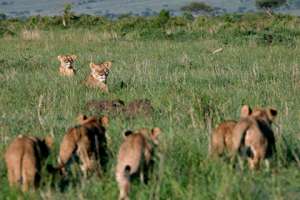 Львы в заповеднике Масаи-Мара. Фото: Radu Sigheti / Reuters
