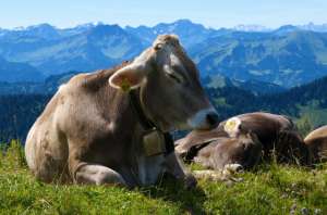 Молоко от сонных коров действует как хорошее успокоительное. (Фото K. Kreder / Corbis.)