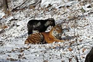 Козел Тимур и тигр Амур. Фото: safaripark25.ru