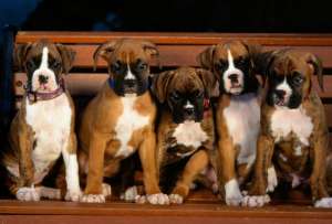  Биологи корейской компании Sooam успешно клонировали уже около 700 собак для клиентов из разных стран мира ©getwallpapers.pw