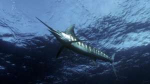 В прибрежных водах острова Вознесения обитают крупнейшие в мире рыбы семейства марлиновых. Фото: BBC 