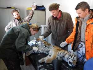 Второй за месяц истощенный тигренок найден в Приморье. Юную хищницу отправили на реабилитацию в специальный центр. Фото: Земля леопарда