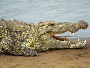 Крокодил. Фото: http://wildfrontier.ru