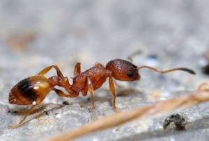  Выяснилось, что муравей способен обрабатывать оставленный предшественником след только во время паузы в движении – привала ©sciencenews.org