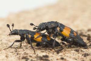  Самки жуков-могильщиков предпочитают самцов небольших, но покладистых. Фото:  ©Jena Johnson
