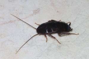 Черный таракан (Blatta orientalis). Фото: Wikipedia Commons