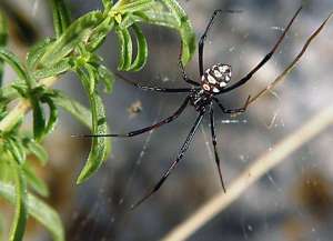 Ядовитый паук. Архив. Фото: http://comments.ua