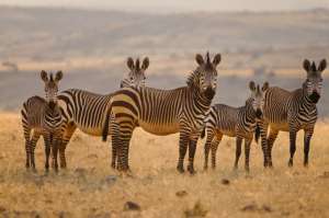 Полосатая окраска маскирует зебр, но не от хищников, а от кровососов. (Фото Frans Lanting / Corbis.)