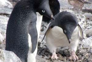  Айсберг фактически стал ловушкой для пингвинов, которым приходилось из-за него проходить до 60 км в поисках еды ©flickr.com/Michael Shepard