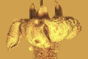  Ученые отметили, что это один из лучших сохранившихся образцов доисторической флоры. Фото: ©reuters.com