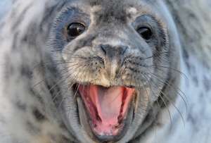  В течение недели тюлень съел пять щенков. Фото: ©flickr.com/Kev Chapman