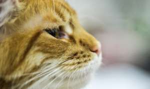 Среди животных окажется и единственный рыжий кот Эрмитажа. Фото с сайта РСН
