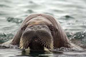 Атлантический морж. Фото с сайта WWF