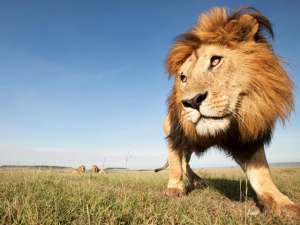 В Кении шесть львов сбежали из национального парка и проникли в жилые районы столицы. Фото: Global Look Press