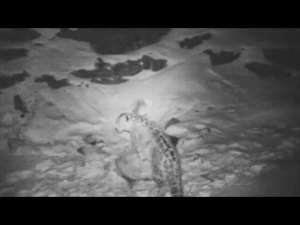Снежныи&amp;#774; барс поедает жертву - сибирского горного козла. Тува, 2015 г., хр. Цагаан-Шибету. 