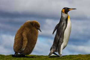 Королевский пингвин с детёнышем. (Фото Frans Lanting / Corbis.)