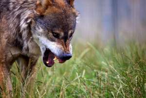  Ученые считают, что искусственное заселение парка волками помогло сохранить многие растения и положительно повлияло на экосистему ©flickr.com/Martin Reynolds