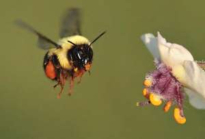  За последние полтора века женские особи пчел уменьшились в размерах на 7% ©flickr.com/John Flannery