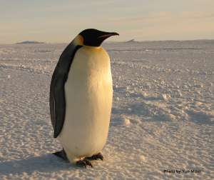 Пингвин. Архив. Фото: http://animalbox.ru