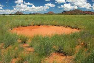  В Намибии можно увидеть огромное количество бесплодных участков земли, диаметр которых достигает 15 м. Фото: ©Wildwildworld