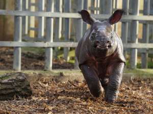 В национальном парке Казиранга на северо-востоке Индии нашли недельного детеныша носорога. Фото: Global Look Press