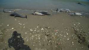 Мертвые дельфины. Фото: http://ntv.ru