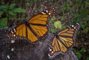  Несмотря на увеличение численности бабочек этой зимой, ученые по-прежнему бьют тревогу и говорят об угрозе исчезновения этого вида ©flickr.com/cazucit
