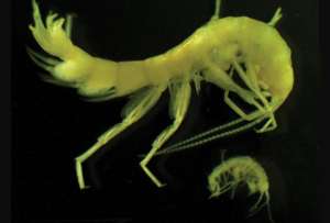  Выжить в условиях низких температур креветкам помогают защитные вещества. Фото: ©newscientist.com