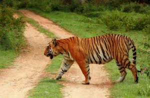 Тигр в Индии. Фото: http://www.interfax.by